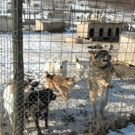 A new life, in the open shelter in Bihor, for the rescued dogs from Bacau, Braila and A.D.P. Oradea shelters